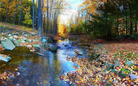 Trees Autumn Colorful Forest Wallpaper 2560x1600
