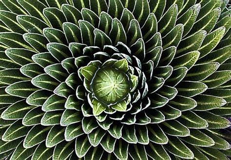 Geometric Patterns In Nature