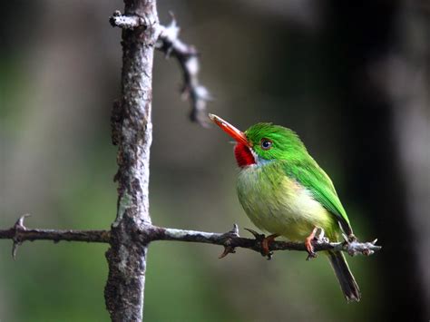 The Rare And Endemic Birds Of Jamaica And St Lucia Condé Nast Traveler