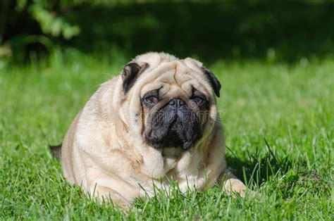 Fat Pug Dog Stock Photo Image Of Green Overweight Summer 33268454