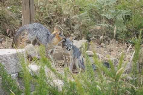Gray Fox Mother Grooming Her Kit Mendonoma Sightings