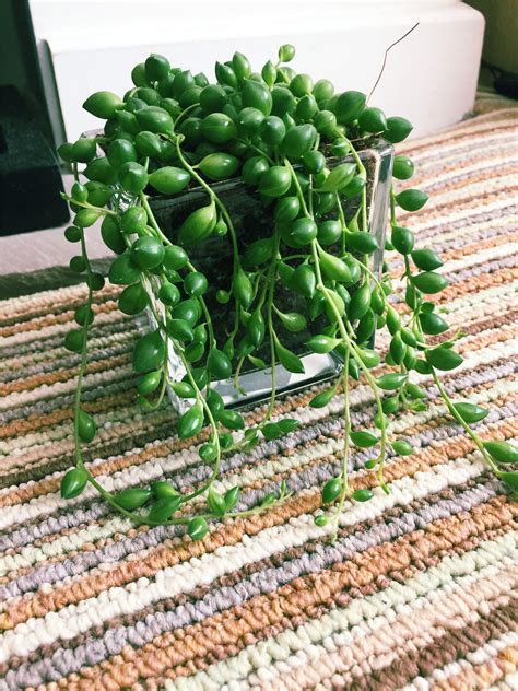 String Of Pearls Peas Rosary Beads Vine Succulent Indoor Plant Glass