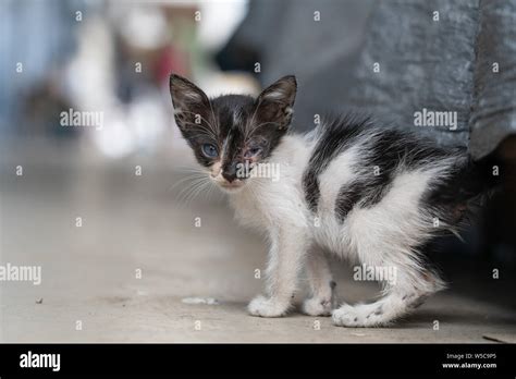 A Kitten Living On The Street With An Eye Infectionas A Side Note