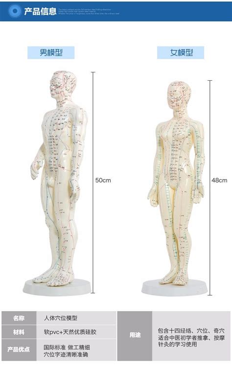 meridian english chinese model human acupuncture point human body model 50cm male or 48cm