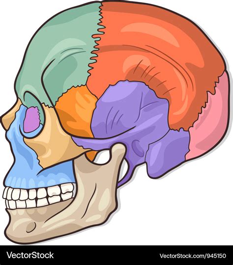 Blank Human Skull Diagrams