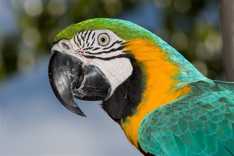 Guacamaya Azul Y Amarilla O Gonzala