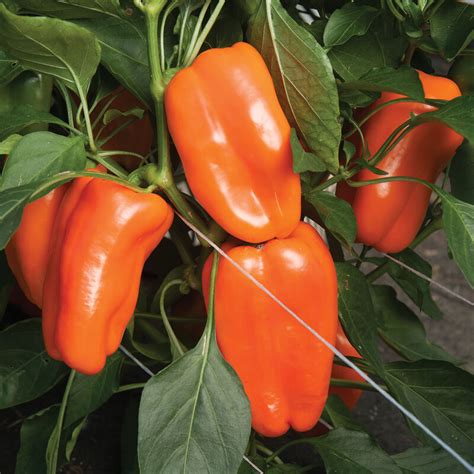 Glow Organic F1 Pepper Seed Johnnys Selected Seeds