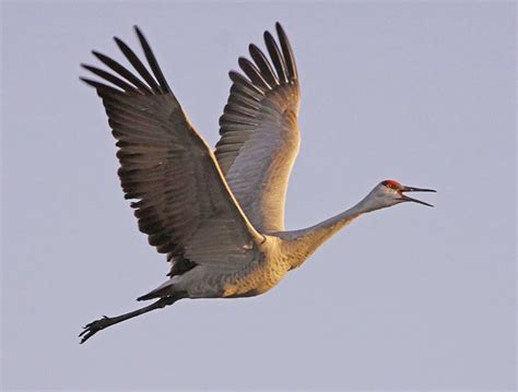 Festival of the cranes at wheeler national wildlife refuge. Celebrate the Festival of Cranes at the Wheeler National ...