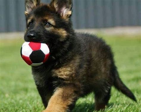 German Shepherd Dog Breed Information Hidden Facts And Traits