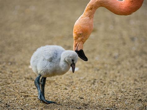 Baby Flamingos Everything You Need To Know With Bird Fact