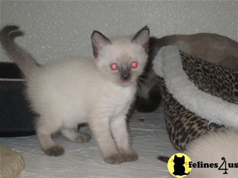 Siamese Kitten For Sale Cfa Applehead Kittens 11 Yrs Old