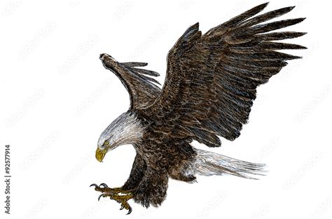 Bald Eagle Flying And Swoop Draw And Paint Color On White Background
