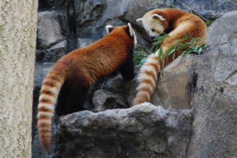 Red Panda 18 Red Pandas Ailurus Fulgens At Smithsonian N Flickr