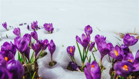 Spring Crocuses In Melting Snow Stock Photo Download Image Now Istock