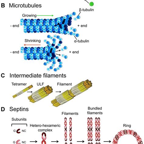 Autophagy And The Four Cytoskeleton Components A The Process Of