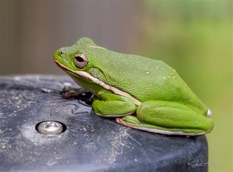 Zenfolio | Gail A. Dixon | 82/366 | American Green Tree Frog