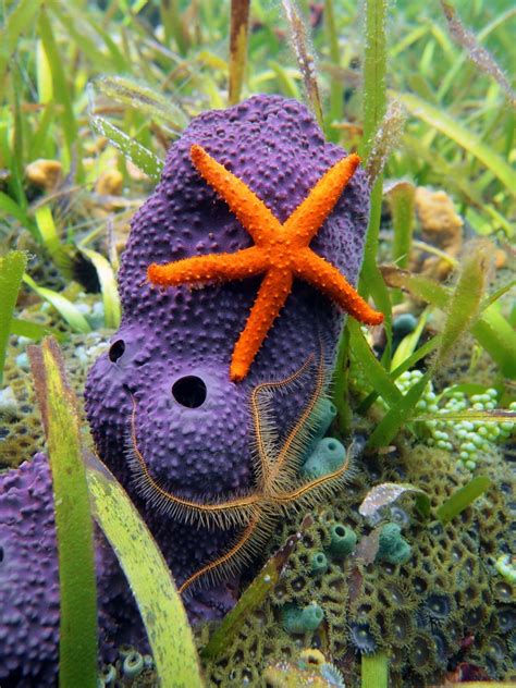 11 Of The Most Famous Ocean Creatures Underwater360