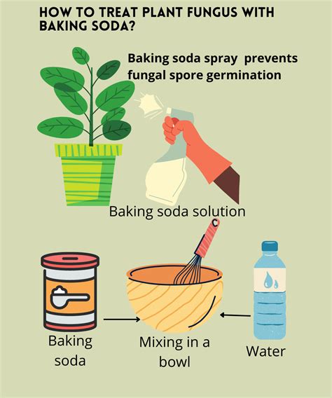 How To Treat Plant Fungus With Baking Soda For Good Naturallist