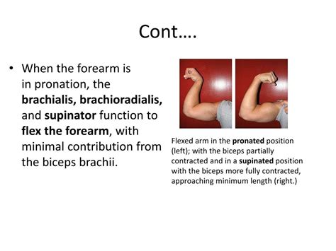Ppt Anterior Compartment Of Arm And Cubital Fossa Powerpoint