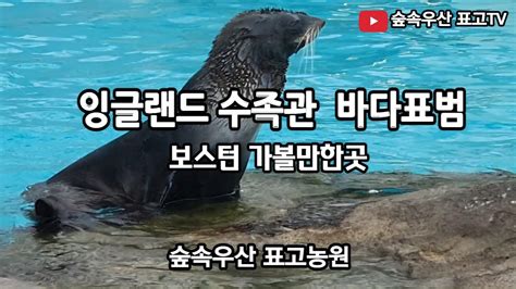 보스턴 뉴잉글랜드 대형수족관에서 수영선수도 못 따라갈 바다표범의 물속질주 YouTube