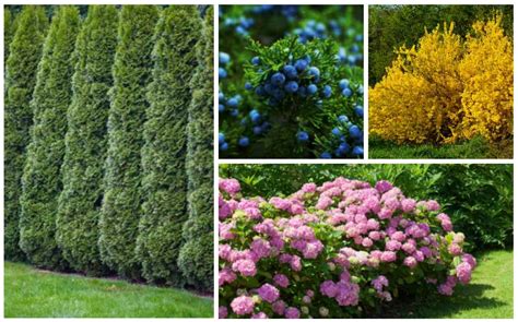 15 Fast Growing Privacy Shrubs And Bushes Shrubs For Privacy Fast