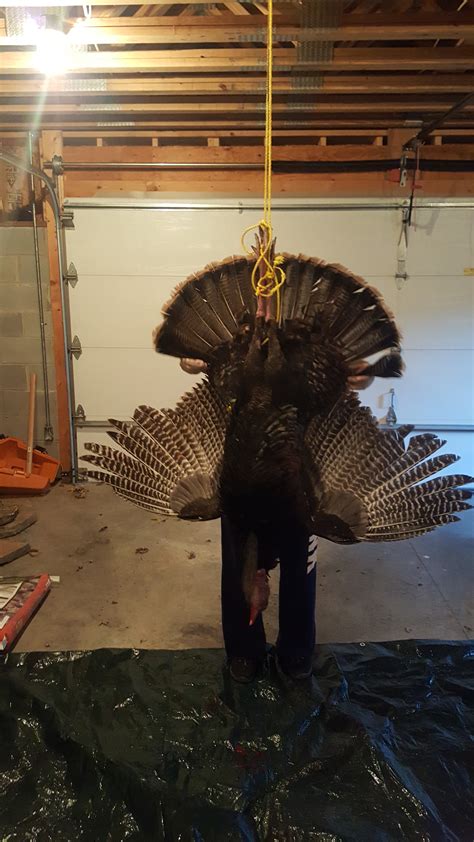 Biggest turkey to date