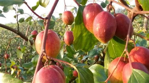 Kashmiri Apple Ber Plant Number One Quality Indians The Indian Marketing Peace Youtube