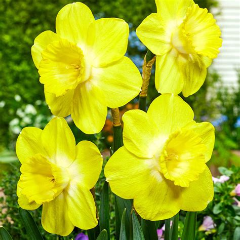 Fellows Favorite Daffodil Brecks Premium Bulbs