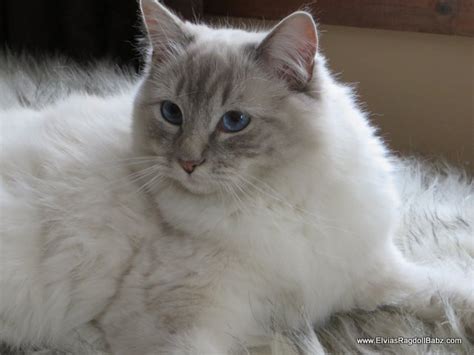 Blue Lynx Mitted Adult Ragbencher Ragdolls