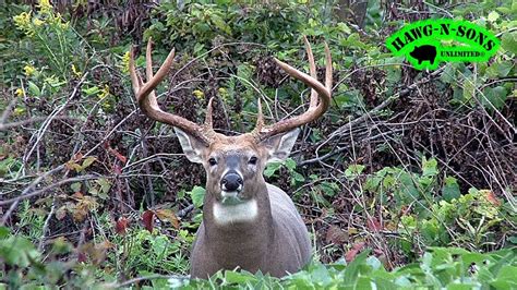 Awesome Deer Headshots Mature Whitetail Buck Youtube
