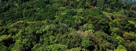 Aerial View Of A Green Forest Stock Photo Image Of Greenery Green