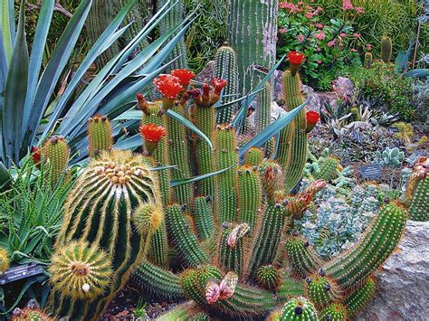 Un buen método consiste en regar el cactus siguiendo estas. Cómo cuidar un cactus ⋆ Plantas del jardin