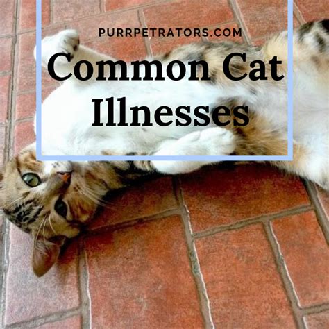 Common Cat Illnesses Cat Illnesses Cat Health Care Cats
