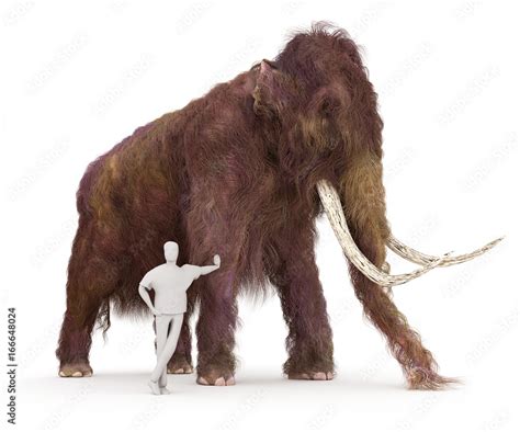 Woolly Mammoth And Human Size Comparison Stock Illustration Adobe Stock