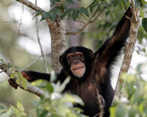 Nih To End Backing For Invasive Research On Chimps The New York Times