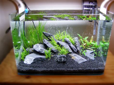 Setting Up Your Own Basic Planted Aquarium Aqatic Fish Tank
