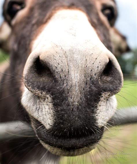 Nosy Donkey Nose Photography Donkey Animal Pet Nature Voerendaal