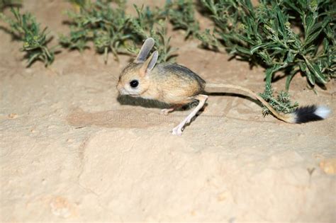 Jerboa Jaculus The Jerboa Are A Steppe Animal And Lead A Nocturnal
