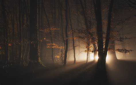 Nature Landscape Mist Forest Lights Trees Dark