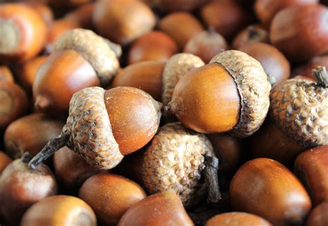 Free Images Growth Food Harvest Produce Autumn Brown Hat Nut