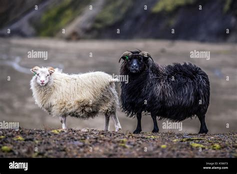 Sheep Head Iceland Hi Res Stock Photography And Images Alamy