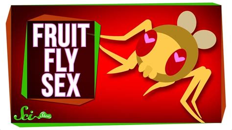 New Insights Into What Fruit Fly Sex Is Like Youtube