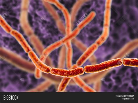 Streptobacillus Image And Photo Free Trial Bigstock