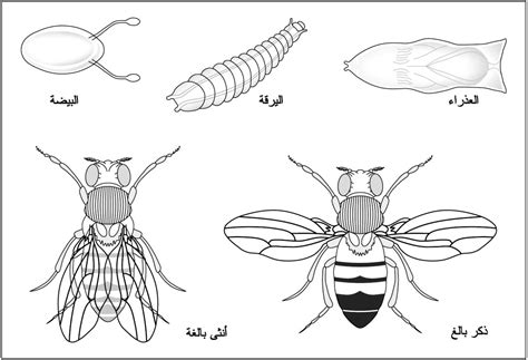 دورة حياة مجموعة من الحشرات تتألف من أربعة أطوار التطور الكامل وهي طور البيضة وطور اليرقة وطور