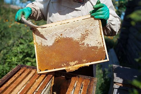 Leading Honey Producing States In The Us Worldatlas