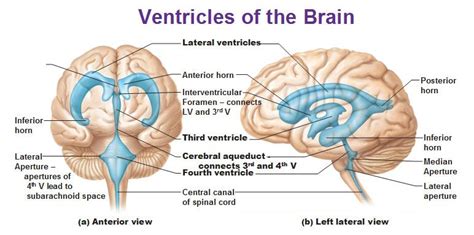 Ventricles Of The Brain Locate The Following 1 2 X Lateral