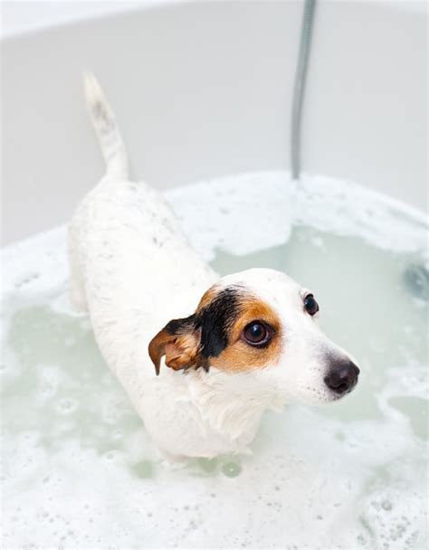Premium Photo Dog Taking A Bath In A Bathtub