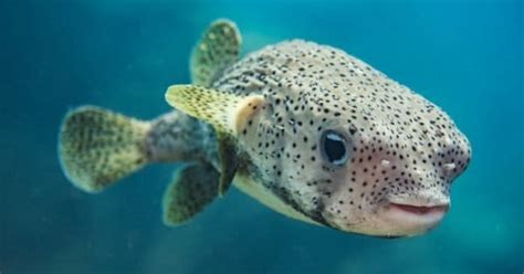 What Do Pufferfish Eat 12 Of Their Favorite Foods A Z Animals