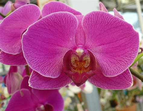 Orchid Hot Pink By Florene Welebny