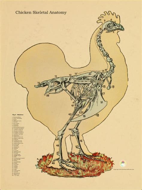 Chicken Skeletal Anatomy Chart